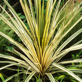 Cordyline Torbay Dazzler Garden Plant - Striking Variegated Foliage, Compact Size (20-30cm Height Including Pot)