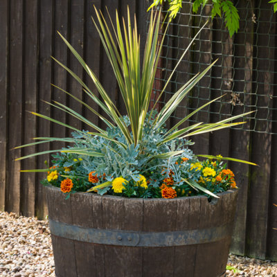 Cordyline Torbay Dazzler Variegated Green Cream Gold Evergreen ...