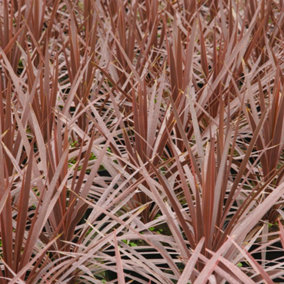 Cordyline Torbay Red - Outdoor Flowering Shrub, Ideal for UK Gardens, Compact Size (30-40cm Height Including Pot)