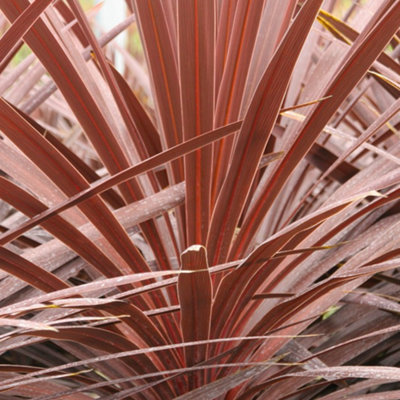 Cordyline Torbay Red - Outdoor Flowering Shrub, Ideal for UK Gardens, Compact Size (30-40cm Height Including Pot)