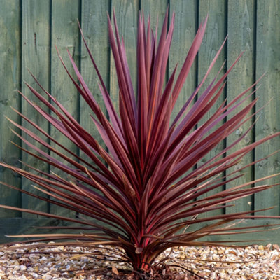 Cordyline Torbay Red - Vibrant Evergreen Foliage, Hardy Plant