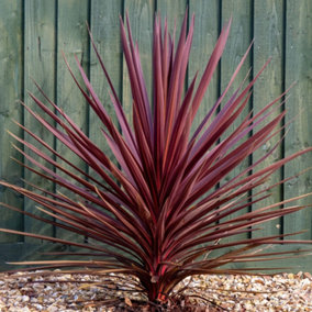 Cordyline Torbay Red - Vibrant Evergreen Foliage, Hardy Plant, Easy Care (25-35cm Height Including Pot)