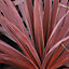 Cordyline Torbay Red - Vibrant Evergreen Foliage, Hardy Plant, Easy Care (25-35cm Height Including Pot)