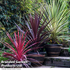 Cordyline Trio 9cm Potted Plants x 3