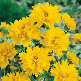 Coreopsis Early Sunrise in 9cm Pots (Pack of 2)