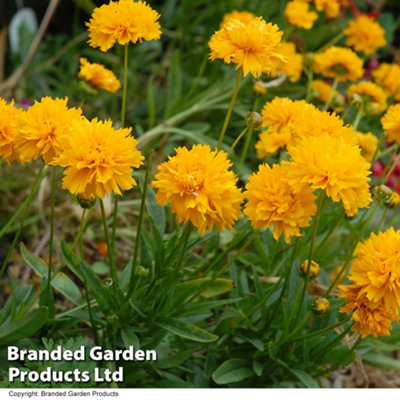 Coreopsis Golden Joy 12 Plug Plants