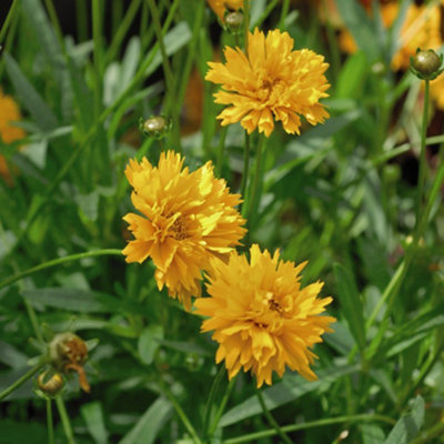 Coreopsis Golden Joy 12 Plug Plants