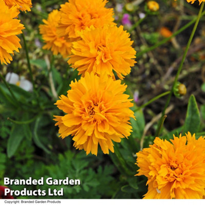 Coreopsis Golden Joy 12 Plug Plants - 3