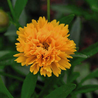 Coreopsis Golden Joy 12 Plug Plants - 5