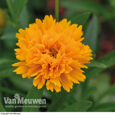 Coreopsis Golden Joy 24 Plug Plants