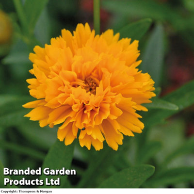 Coreopsis Golden Joy 24 Plug Plants - 3