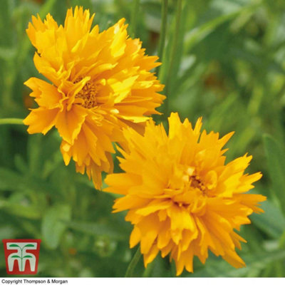 Coreopsis Golden Joy 9cm Potted Plant x 1
