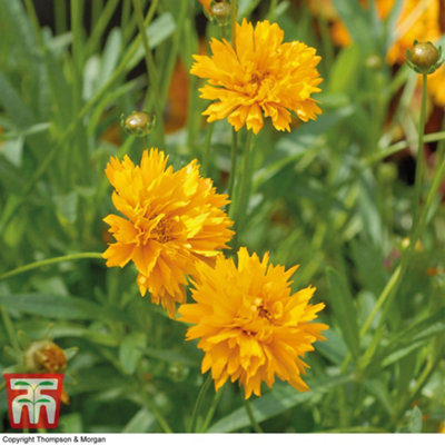 Coreopsis Golden Joy 9cm Potted Plant x 1