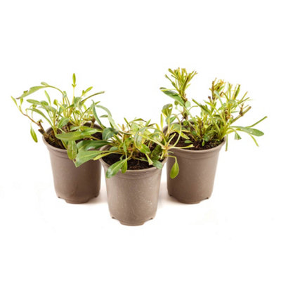 Coreopsis grand. 'Early Sunrise' in 9cm Pots (Pack of 3)