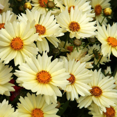 Coreopsis UpTick Cream - Elegant Cream Blooms, Compact, Sun (15-30cm ...