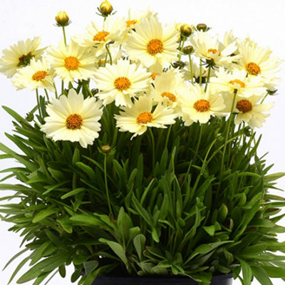 Coreopsis UpTick Cream - Elegant Cream Blooms, Compact, Sun (15-30cm ...