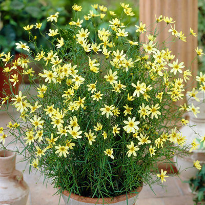 Coreopsis verticillata Moonbeam in a 9cm Pot