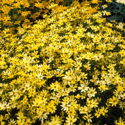 Coreopsis verticillata Moonbeam in a 9cm Pot - 3