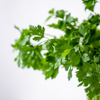 Coriander Seeds - Fast-Growing Herb for Cooking and Gardens 1000 Seeds