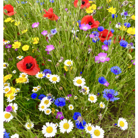 Cornfield Annual Wildflower Seed BS9P 100% (100 g)