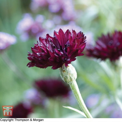 Cornflower Black Ball 1 Seed Packet (100 Seeds)
