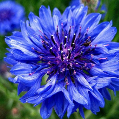 Cornflower Centaurea Cyanus- Bachelor's Button - Wild Flower Seeds Blue Wild 150 Seeds