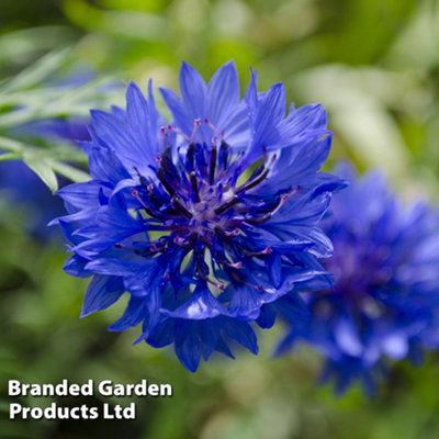 Cornflower Centaurea cyanus Blue Boy 1 Seed Packet