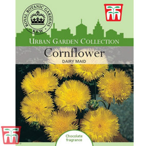 Cornflower Dairy Maid 1 Packet (75 Seeds)