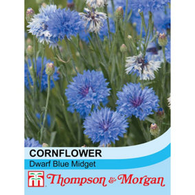 Cornflower Dwarf Blue Midget 1 Seed Packet (100 Seeds)