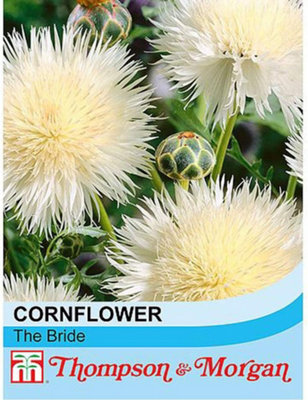 Cornflower The Bride 1 Seed Packet (50 Seeds)