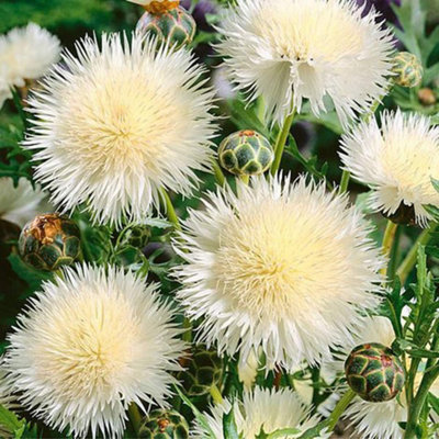 Cornflower The Bride 1 Seed Packet (50 Seeds)
