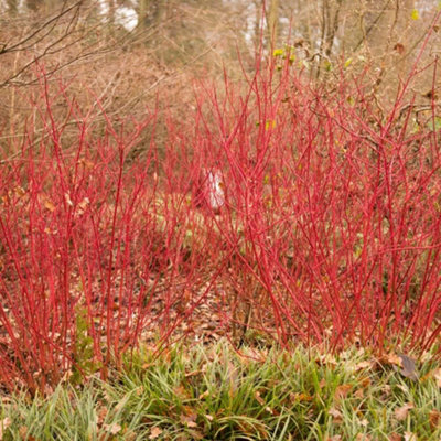 Cornus Alba Siberian Pearls 3.6 Litre Pot x 1 | DIY at B&Q