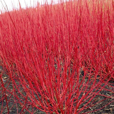 Cornus alba 'Sibirica' - Siberian Dogwood in 9cm Pot - Year Round Appeal