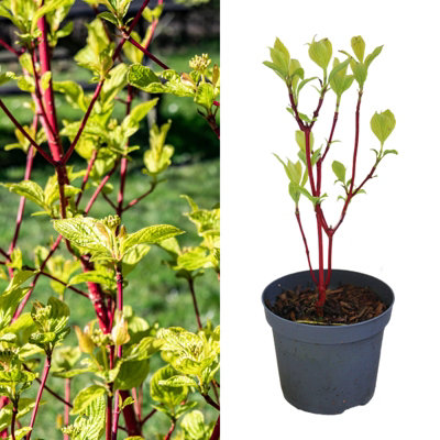 Cornus alba 'Sibirica' - Siberian Dogwood in 9cm Pot - Year Round Appeal