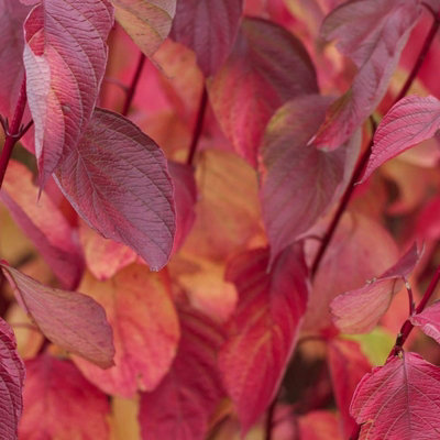Cornus alba 'Sibirica' - Siberian Dogwood in 9cm Pot - Year Round Appeal - 3