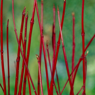 Cornus alba 'Sibirica' - Siberian Dogwood in 9cm Pot - Year Round Appeal - 4