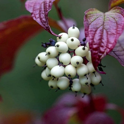 Cornus alba 'Sibirica' - Siberian Dogwood in 9cm Pot - Year Round Appeal - 5