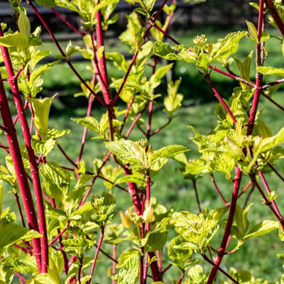 Cornus alba 'Sibirica' - Siberian Dogwood in 9cm Pot - Year Round Appeal - 6