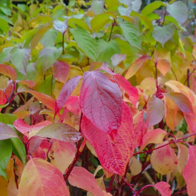 Cornus alba 'Sibirica' - Siberian Dogwood in 9cm Pot - Year Round Appeal - 7