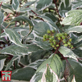 Cornus Alba Sibirica Variegata 3.6 Litre Potted Plant x 1
