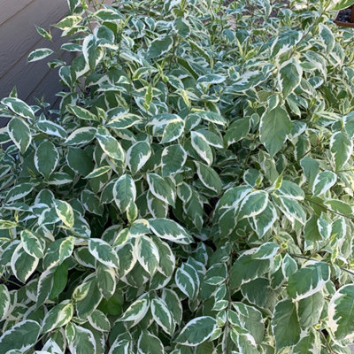 Cornus alba Sibirica variegata Variegated Red Dogwood 9cm Potted Plant