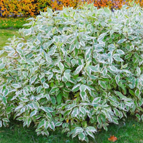 Cornus Elegantissima Garden Shrub - Variegated Foliage, Compact Size, Attracts Pollinators (20-30cm Height Including Pot)