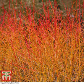 Cornus Midwinter Fire 3 Litre Potted Plant x 1