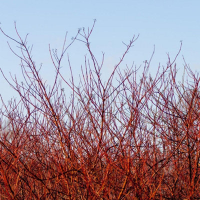 Cornus sanguinea Red Twig Dogwood Colorful Winter Stems Deciduous ...