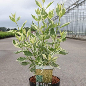 Cornus Sericea White Gold 3.5 Litre Potted Plant x 1