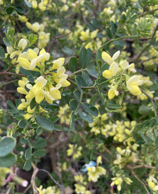 Coronilla glauca Citrina - 1 x 9cm pot