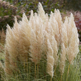 Cortaderia Golden Goblin - Pampas Grass, Golden Flower Spikes, Eye-Catching, Sun (15-30cm Height Including Pot)