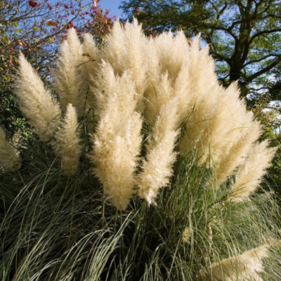 Buy Cortaderia Green Goblin - Pampas Grass, Lovely Golden Flower Spikes ...