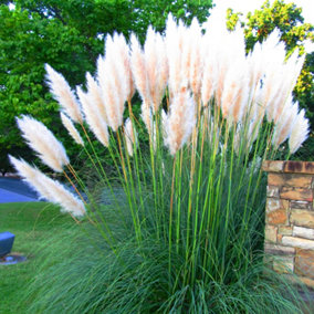 Cortaderia Pumila Garden Plant - Pampas Grass, White Plumes, Compact Size (20-30cm Height Including Pot)