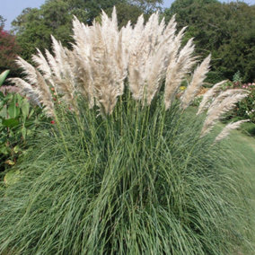 Cortaderia Pumila - Pampas Grass, Compact, Creamy-White Plumes, Evergreen (30-40cm Height Including Pot)